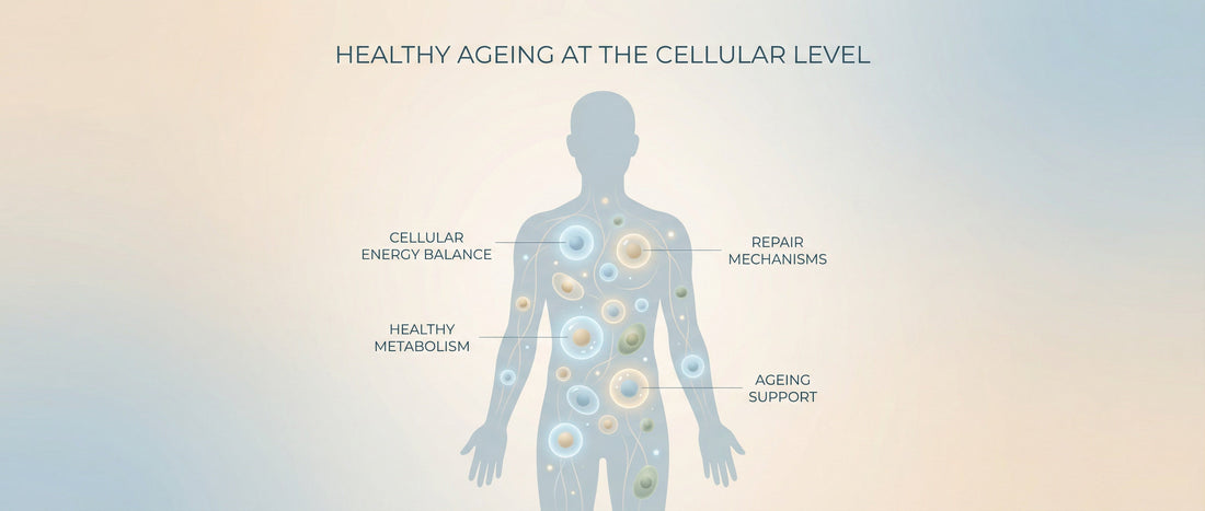 Illustration showing how NMN supports cellular energy and NAD⁺ pathways related to ageing based on human studies